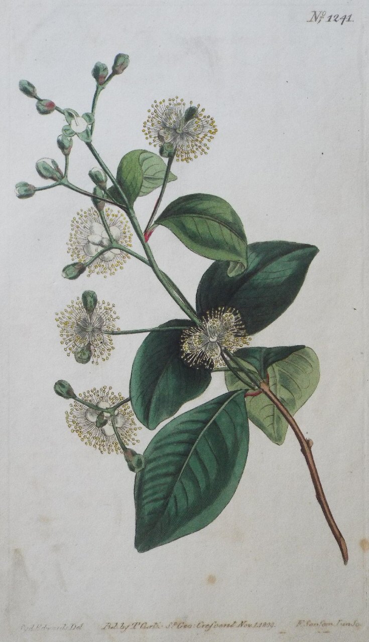 Print - No. 1241 (Liparia Sphaerica. Ruscus-Leaved Liparia.) - Sansom